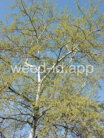 poplar, white